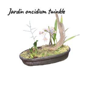 Jardín mini orquideas oncidium twinkle