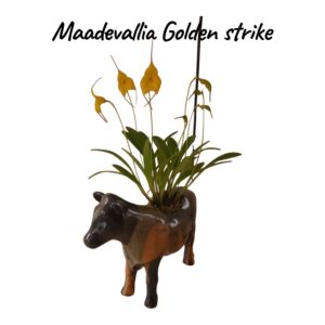 Masdevallia Golden strike " Vaca"