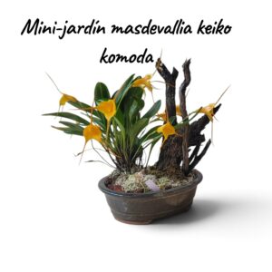 Jardin Mini Masdevallia keiko komoda