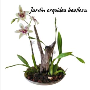 Jardín orquídeas beallara
