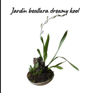 Jardín orquídeas beallara Dreamy kool 'n kinky