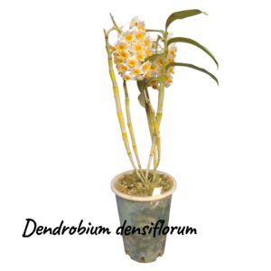 Dendrobium densiflorum