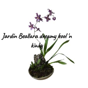 Jardín orquídeas beallara Dreamy kool 'n kinky