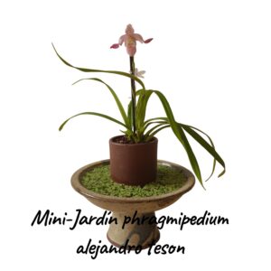 Jardin Mini Phragmipedium Alejandro teson