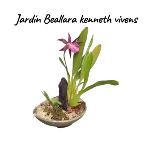 Jardín orquídeas beallara kenneth vivens