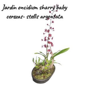 Jardín orquídeas oncidium sharry baby"cerezas" -stellis argentata