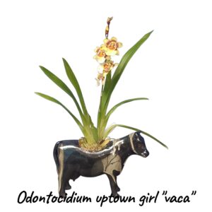 Odontocidium uptown girl" Vaca"
