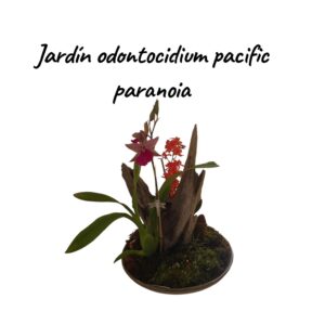 Jardín orquídeas odontocidium pacific paranoia
