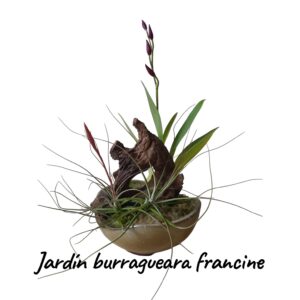 Jardin Orquídea Burragueara francine rosseglow