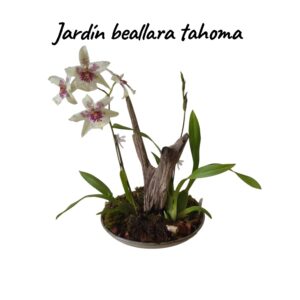Jardín orquídeas beallara Tahoma glacier green