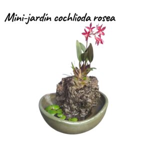 Mini-Jardín orquideas cochlioda rosea