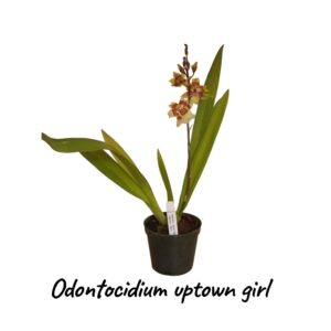 Odontocidium uptown girl"