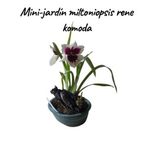 Mini-Jardín orquidea miltoniopsis rene komoda