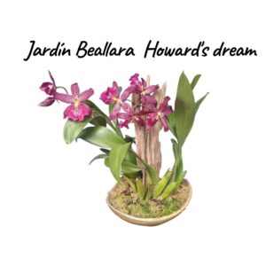 Jardín orquídeas Beallara Howard's dream