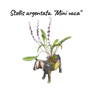 Orquidea miniatura stellis argentsts " Mini- Vaca"