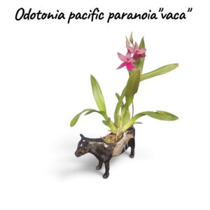 Odontonia pacific paranoia " Vaca"